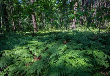 Eğreltiotlarıyla kaplanmış karanlık bir orman.