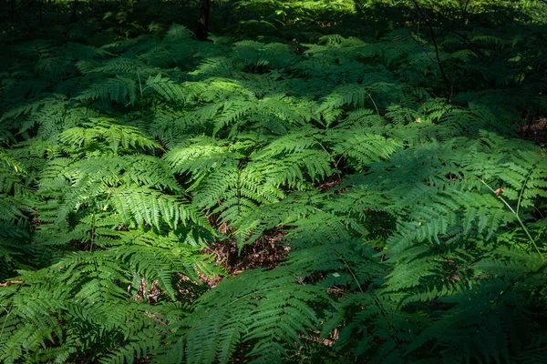 뒤를 위한 양치식물의 울창 한 숲 — 스톡 사진