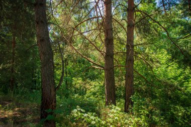 Çam ormanında bir yaz gününde