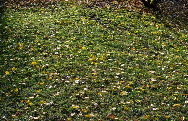 Gelbes Laub auf grünem Gras — Stockfoto