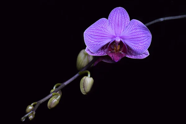 Siyah bir zemin üzerine mor halaenopsis çiçek