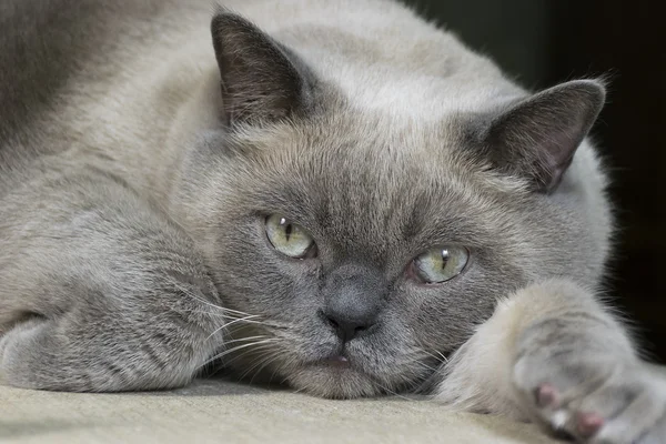 İngiliz kısa hava kedisi