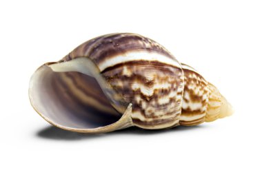 beyaz arka planda deniz kabuğu