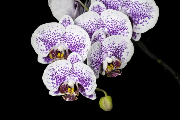 Benekli halaenopsis çiçek siyah bir zemin üzerine