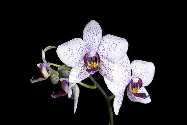 Benekli halaenopsis çiçek siyah bir zemin üzerine
