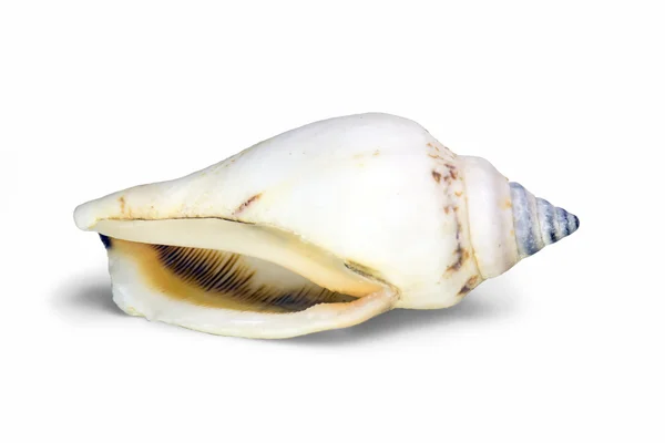 beyaz arka planda deniz kabuğu
