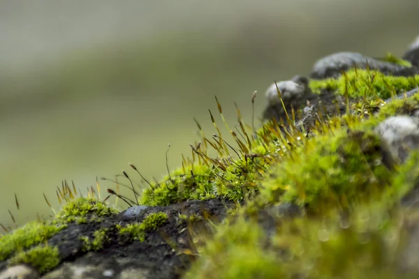 Moss. Fotos de stock libres de derechos