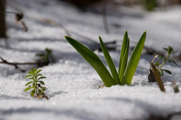 Kar altından lahanası
