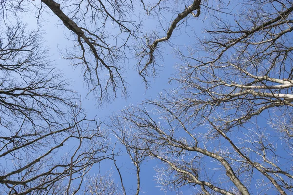 Kış göğe bakarak