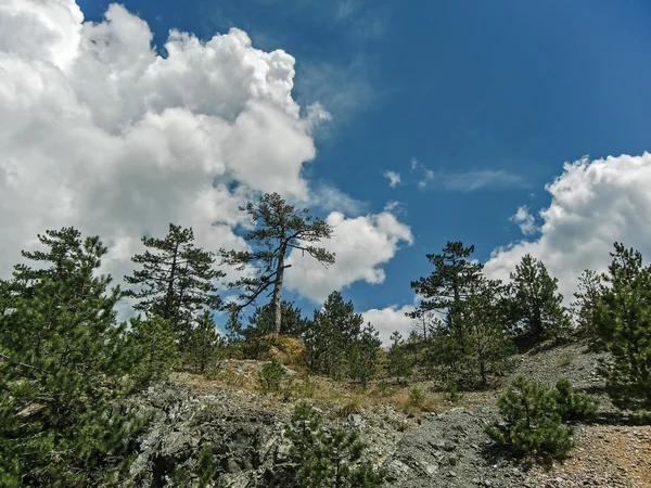 çam ağaçlarının yamaç