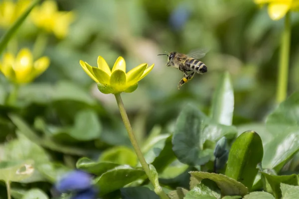 Abelha voando para uma flor — Fotografia de Stock