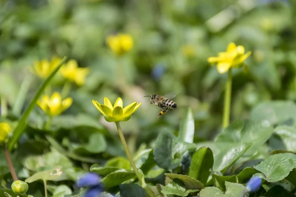 bir çiçek uçan arı