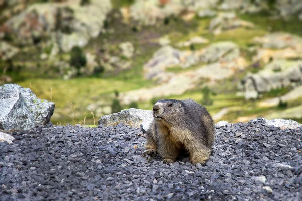 Marmotte Alpine Tout Terrain Sur Sol Gravier Avec Paysage Montagne — Photo