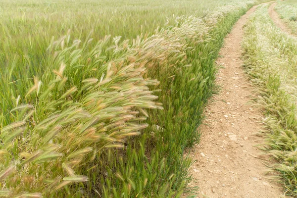 Ґрунтова Дорога Зникає Задньому Плані Стигле Пшеничне Поле Готове Збирання — стокове фото