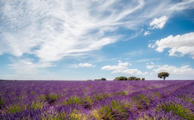 Güneşli bir günde, arka planda bir ağaç, mavi gökyüzünde bulutlar, Brihuega, Guadalajara, İspanya 'da bir lavanta tarlasının panoramik görüntüsü.