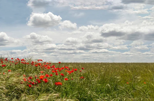 Group Poppies Bloom Green Cereal Field Sky Cotton Clouds Background — Stock Photo, Image