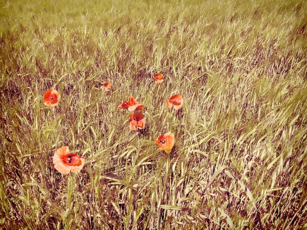 穀物畑といくつかのケシのある夏の風景のイラスト — ストック写真