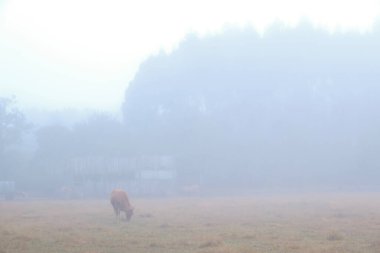 Yalnız bir inek şafak vakti sisli bir kırsal alanda otlar, yumuşak ışık, sessiz renkler, ve yoğun sislerin arasından zar zor görünen bir ahır,