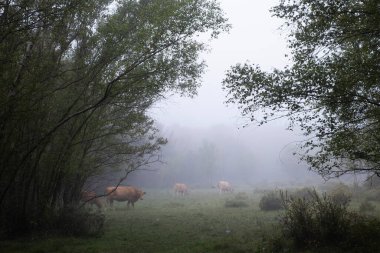 Sisli bir sabahta karanlık orman ağaçlarının çerçevelediği sisli bir tarlada otlayan sığırlar, kırsal kesimde huzurlu bir kırsal yaşam, izolasyon ve yumuşak ışık ve yatay güzellik hissi uyandırıyor.