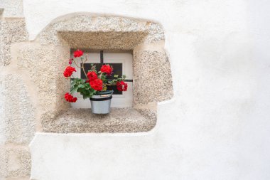 Küçük bir taş çerçeveli pencere, yeşil yapraklı bir kap kırmızı çiçek, beyaz bir cephede, kopyalama alanı, sardunyalar, Pelargonium, yatay