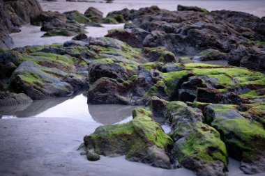 Asturias İspanya 'daki Porcia sahilinde yeşil yosunlu kayalara yakın çekim ve gelgit havuzu ıslak taş ve alglerin dokusu doğal bir kıyı düzeni yaratır, yatay olarak.