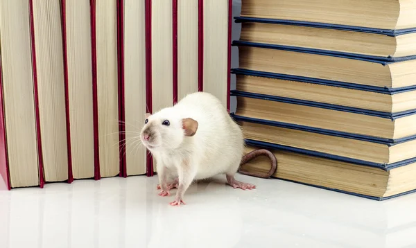 sıçan ve kitaplar
