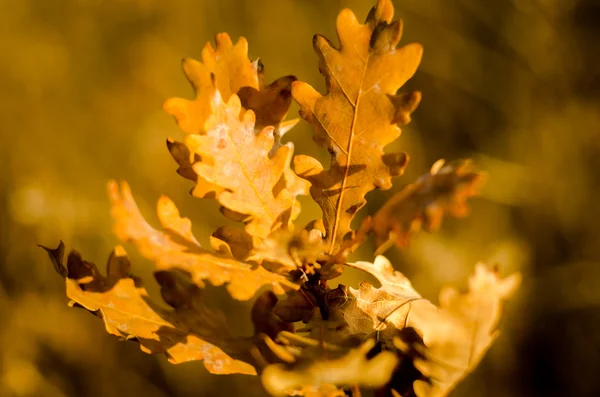 sabah sonbahar günü