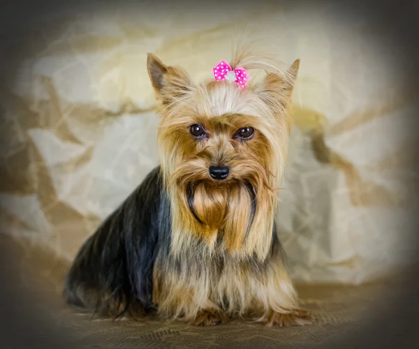 güzel küçük köpek