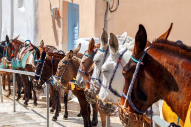 Fira. Santorini Adası üzerinde eşek.