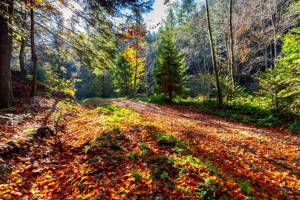 Cárpatos. Bosque colorido de otoño. —  Fotos de Stock