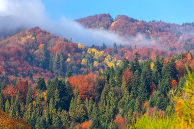 Karpatlar. Sonbahar renkli orman.