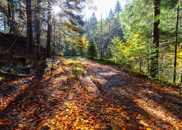 Cárpatos. Bosque colorido de otoño. —  Fotos de Stock