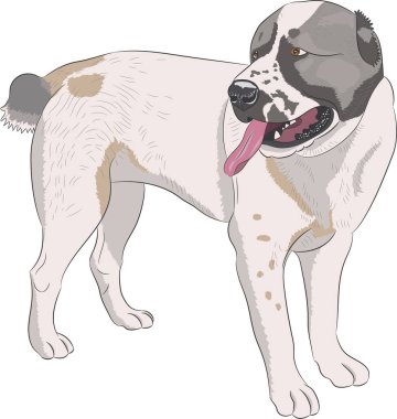 Kafkas Çoban Köpeği