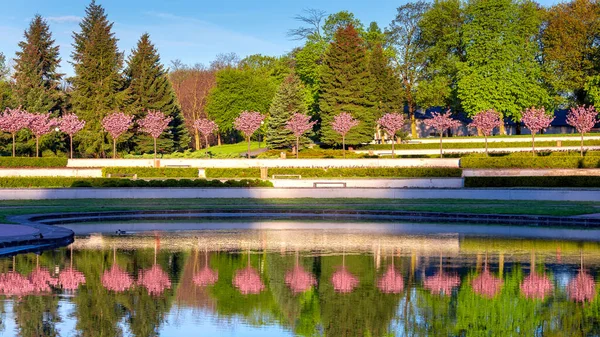 Florecientes Árboles Primavera Parque Ciudad Ciudadela Por Mañana Temprano Poznan — Foto de Stock