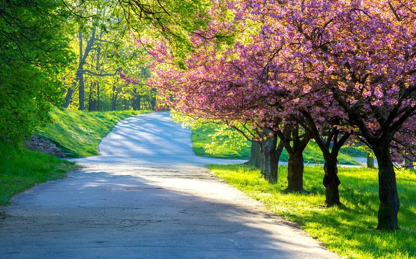 Цветущие Весенние Деревья Городском Парке Цитадели Рано Утром Познань Польша — стоковое фото