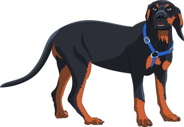 Beyaz arka planda izole edilmiş büyük siyah köpek.