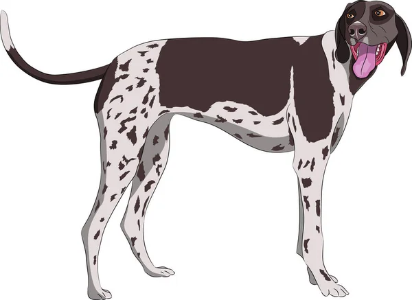 Cão de caça Kurzhaar isolado no fundo branco. — Vetor de Stock