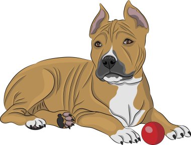 vektör Amerikan staffordshire terrier