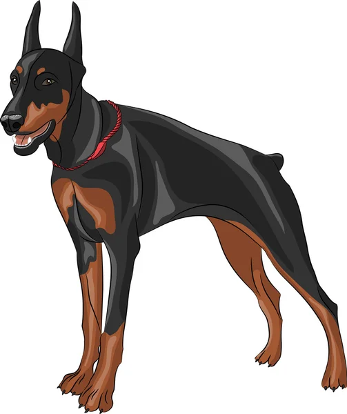 Vector doberman pinscher — Stock Vector