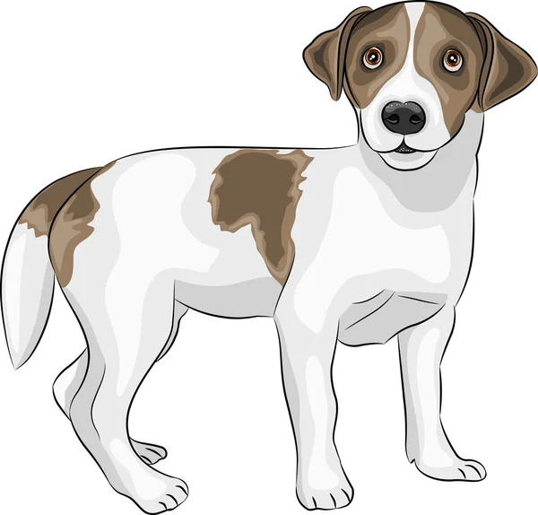 Vector jack russell terrier de — Archivo Imágenes Vectoriales