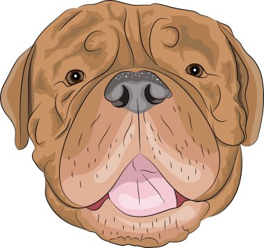 Bordeaux mastiff vektör