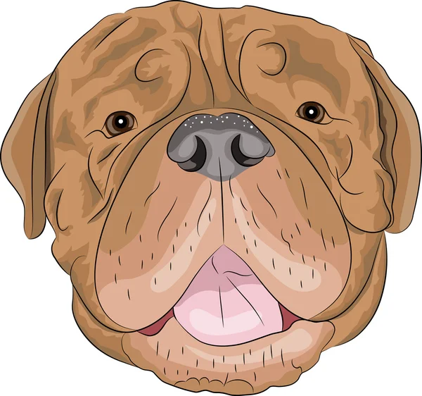 Vector-Bordeaux mastiff — Stockvector