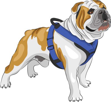 vektör İngilizce bulldog
