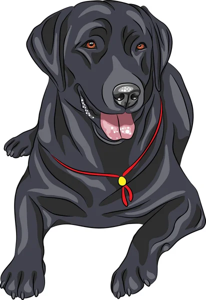 Boceto vectorial raza perro Labrador Retriever — Vector de stock