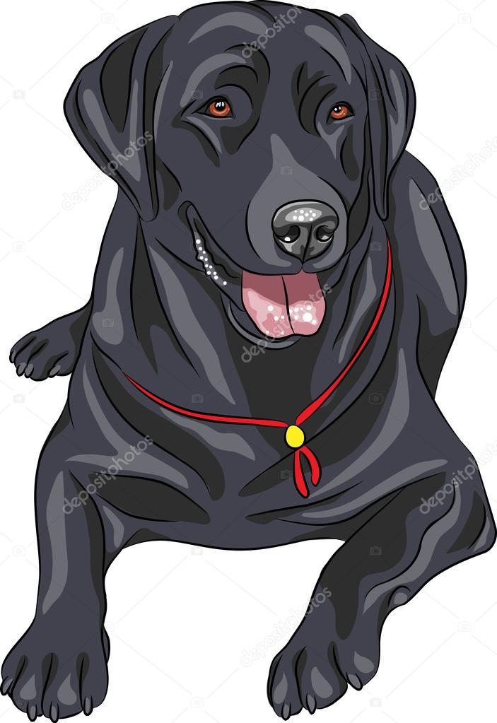 Vector sketch dog breed Labrador Retriever