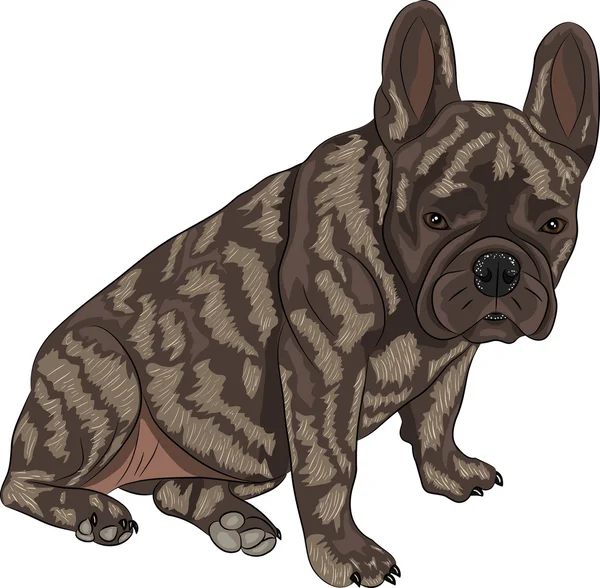 Vector french bulldog — Stock Vector