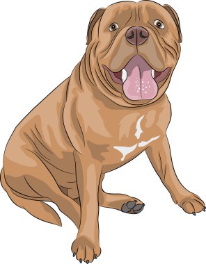 Bordeaux mastiff vektör