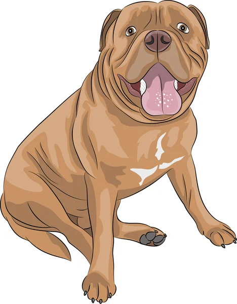 Vector Bordeaux mastiff — Stock Vector