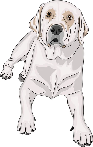 Vector labrador — Stock Vector