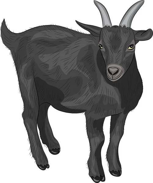 Wektor czarna koza — Wektor stockowy